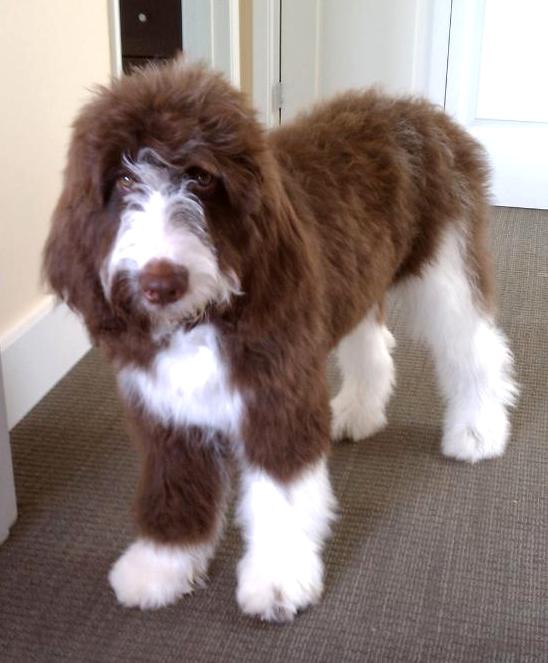 Phoebe - Springer spaniel -poodle mix pup