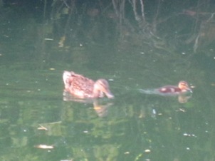 Stow Lake August duckling