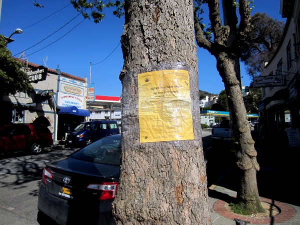 two trees to be cut down