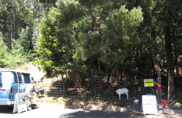 City Goats on Christopher, San Francisco 1