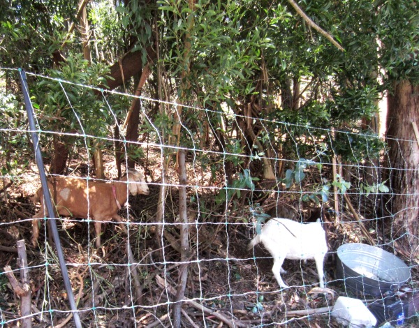 City Goats on Christopher, San Francisco 3