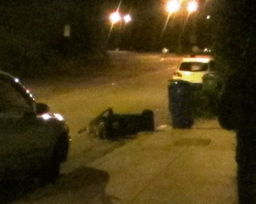 trashcan with racoon