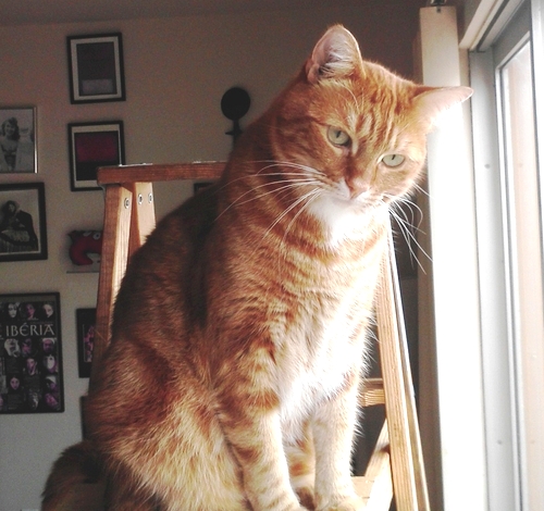 Lost cat - Boycat - ginger tabby