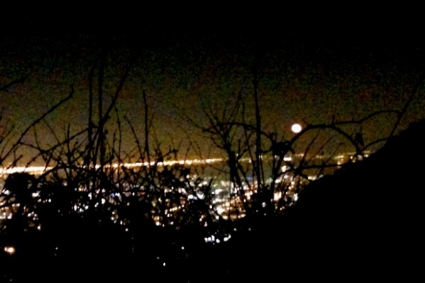 moon through thorn bush