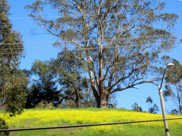 Beautiful eucalyptus tree in mustard meadow at Laguna Honda Hospital San Francisco
