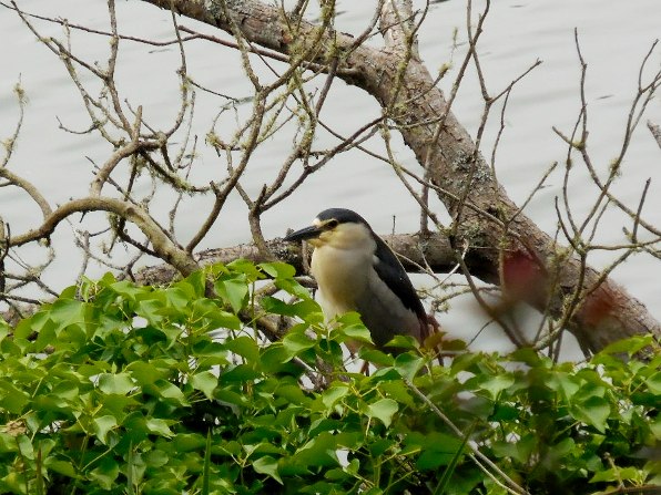 night heron holds a pose 1