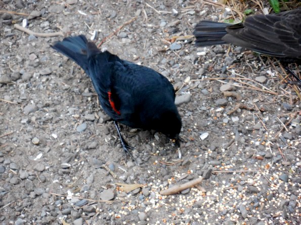 redwinged blackbird foraging