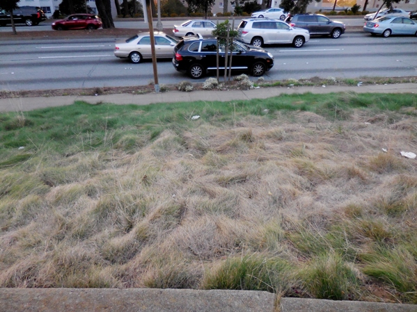 brown grass no mow fescue