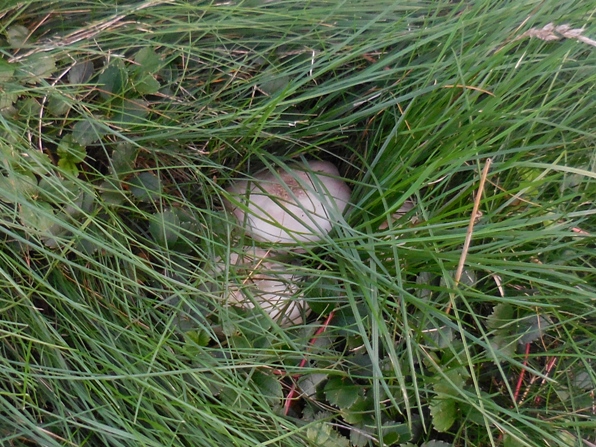 mushrooms in the grass