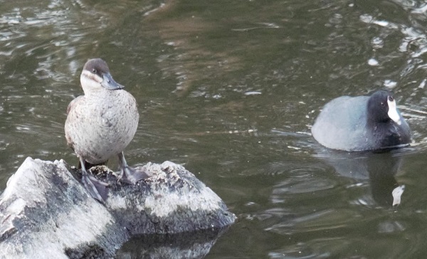 PC310014 female ruddy duck and coot