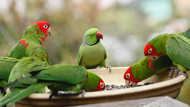 parrots san francisco 6 - copyright M. Bruce Grosjean