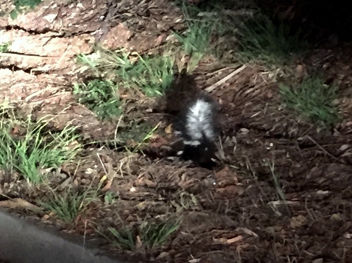 little skunk in Forest Knolls