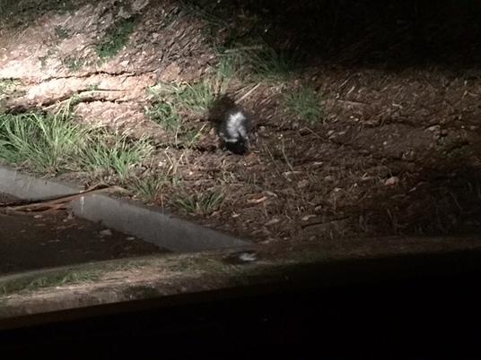 skunk in forest knolls 1