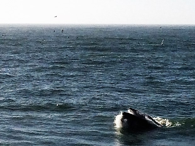 humpback whale pacifica 4846