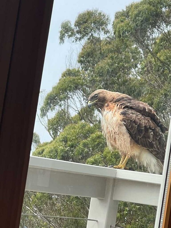 Hawk perched on a balcony railing with background of eucalyptus tree and sky
